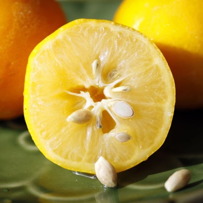 ENINE Lemon Seed(20 per packet)