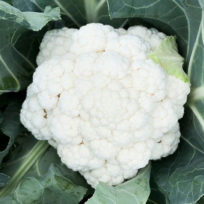ANDOR CAULIFLOWER Seed(100 per packet)