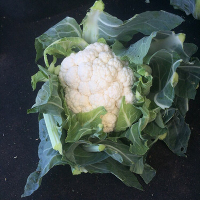 Farmonix Cauliflower – Gohan Seed(800 per packet)