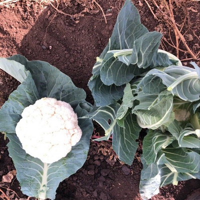 ANDOR Cauliflower – Cleozil Seed(2000 per packet)