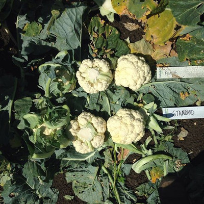 Farmonix Cauliflower – Raleigh Seed(2000 per packet)