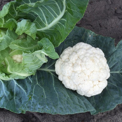 ANDOR Cauliflower – Monarch Seed(1500 per packet)