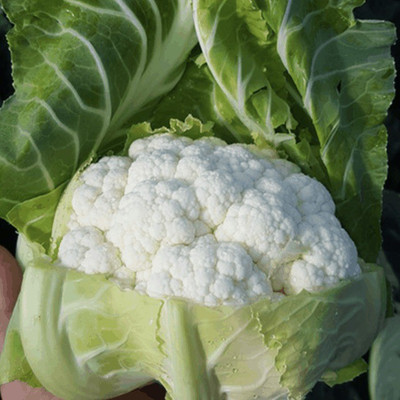 ANDOR Cauliflower – Vegetable Seed(2000 per packet)