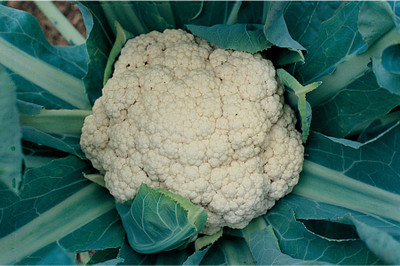 Farmonix Smooth Skin Cauliflower Seed(800 per packet)