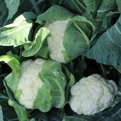 Farmonix Cauliflower – Aerospace Seed(800 per packet)