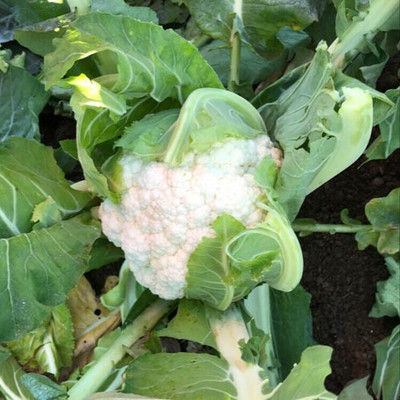 Farmonix Cauliflower – Draconis Seed(400 per packet)