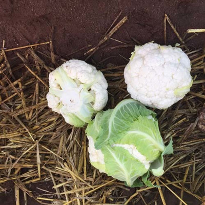ANDOR Cauliflower – Raleigh Seed(800 per packet)