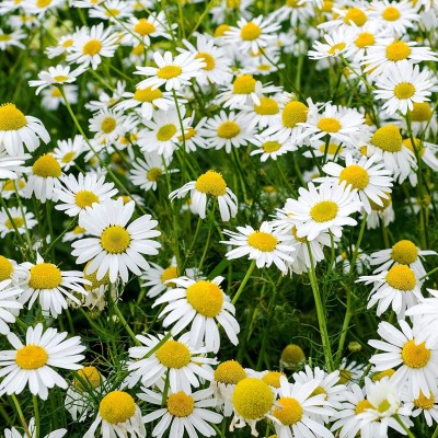 VibeX VXI-53 - Chamaemelum Nobile Roman Chamomile - (750 Seeds) Seed(750 per packet)