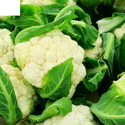 Farmonix Snowball Cauliflower,फूल गोभी Seeds Seed(500 per packet)