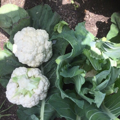 Farmonix Cauliflower – Claforsa Seed(1500 per packet)