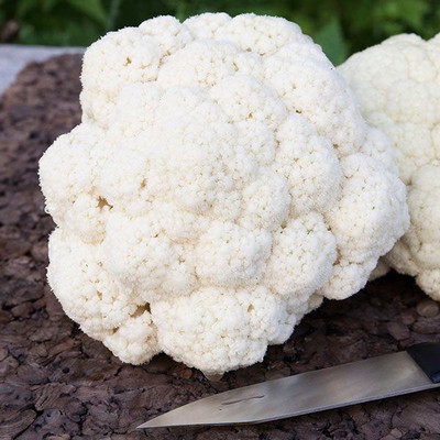 ANDOR CAULIFLOWER Skywalker Seed(2000 per packet)