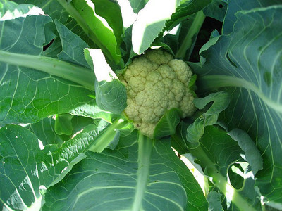 ANDOR Desi Seeds Phool Gobhee Phool Gobhi Seed(2000 per packet)