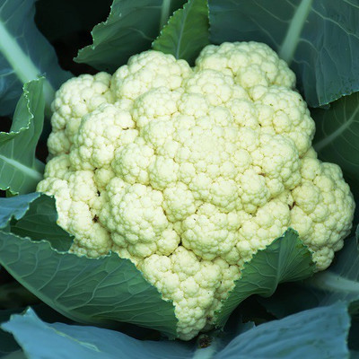 ANDOR Cauliflower Maybach Seeds Seed(2000 per packet)