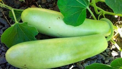 KANAYA Long BottleGourd(Lauki) Seed(50 per packet)