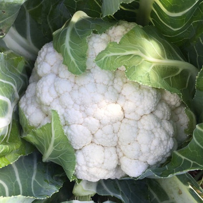 ANDOR Cauliflower – Gohan Seed(200 per packet)