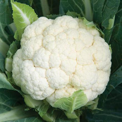 Farmonix Organic white cauliflowe फूल गोभी Seed(1000 per packet)