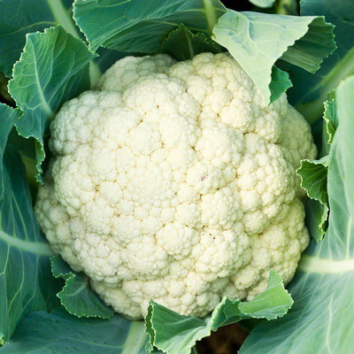 ANDOR Cauliflower Clapton Seeds Seed(2000 per packet)