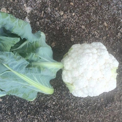 ANDOR Clarify – Cauliflower Seed Seed(2000 per packet)