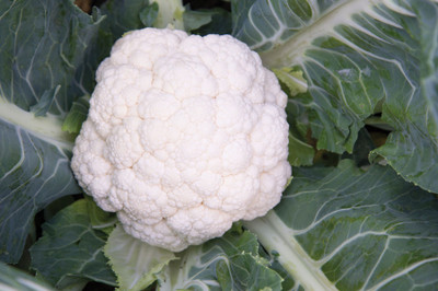 Farmonix Cauliflower Seed (Synergy) Seed(500 per packet)