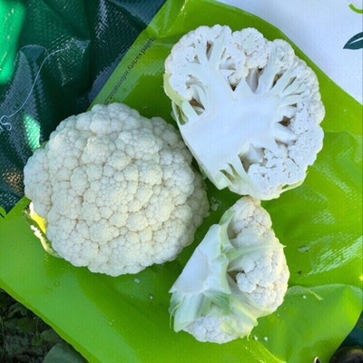 Farmonix Cauliflower – Claforsa Seed(1500 per packet)