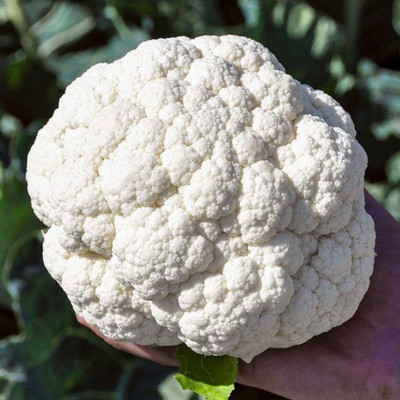 ANDOR JANVEL CAULIFLOWER Seed(2000 per packet)
