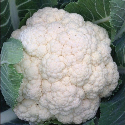 ANDOR Cauliflower – Claforsa Seed(500 per packet)