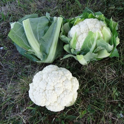 ANDOR Cauliflower – Monarch Seed(400 per packet)
