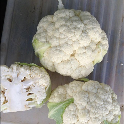 ANDOR Cauliflower – Monarch Seed(100 per packet)