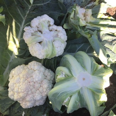 ANDOR Cauliflower – Claforsa Seed(2000 per packet)