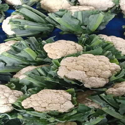 Farmonix Phool Gobhi Cauliflower Seed(800 per packet)