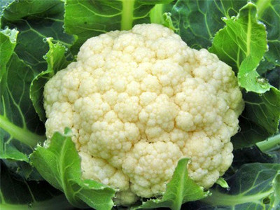 Farmonix Cauliflower good quality Seed(1500 per packet)