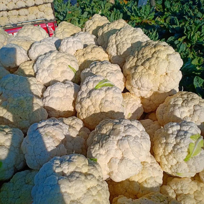 ANDOR गोभी Cauliflower Phool Gobhee/Phul Gobhi Seed(2000 per packet)