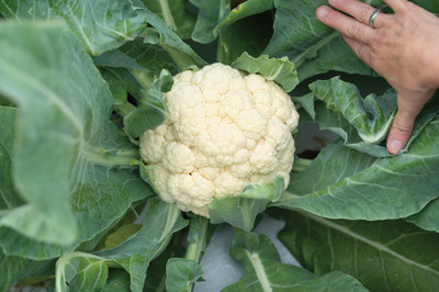 ANDOR Cauliflower good quality Seed(2000 per packet)