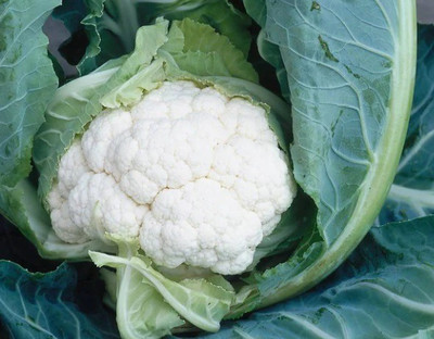 ANDOR गोभी Cauliflower Phool Gobhee/Phul Gobhi Seed(2000 per packet)