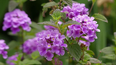 MHIMI Lantana/Raimuniya Plant(Hybrid, Pack of 1)