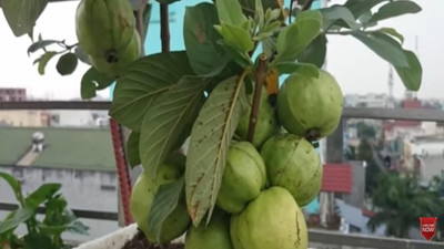 InGreen Guava Plant(Hybrid, Pack of 1)