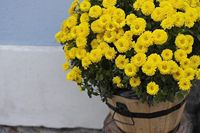 CYBEXIS Saamandi- Chrysanthemum Plant Seeds Seed(25 per packet)