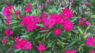 GURVEPLANTATIONI Kaner Plant(Hybrid, Pack of 1)