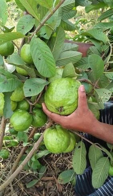 Ukanda Guava Plant(Hybrid, Pack of 1)