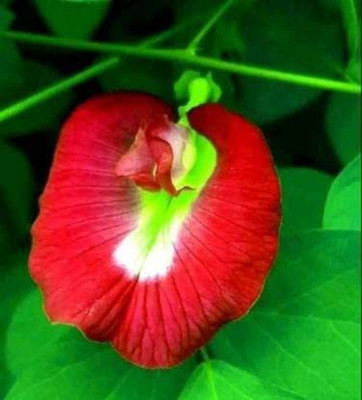 LaughEarth Aparajita/ Butterfly Pea Plant(Hybrid, Pack of 1)