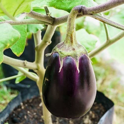 KANAYA Brinjal Seed(75 per packet)