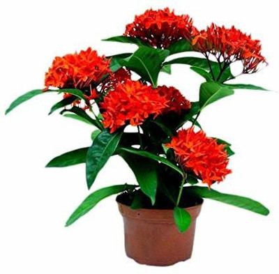 MHIMI Trothic Ixora/Chethi Plant(Hybrid, Pack of 1)