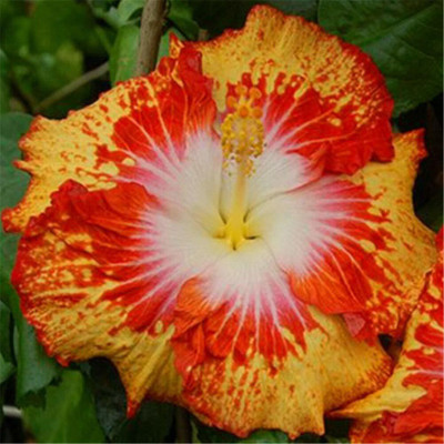 MHIMI Hibiscus Plant(Hybrid, Pack of 1)