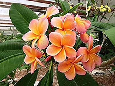 GURVEPLANTATIONI Plumeria Plant(Hybrid, Pack of 1)