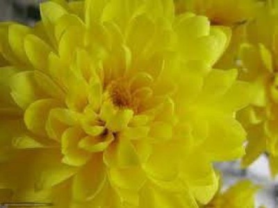 Lorvox Chrysanthemum Mix Flower Seeds For Home Gardening Seed(110 per packet)