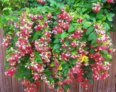 Cloud Farm Madhumalti/Rangoon Creeper(Hybrid, Pack of 1)