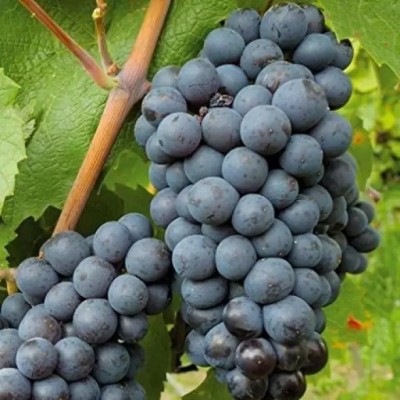 Aro Grapes Fruit, Black Grapes Seed(100 per packet)