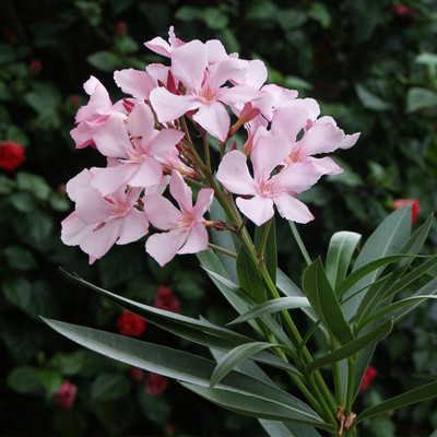 EliteGreen Oleander Plant(Hybrid, Pack of 1)