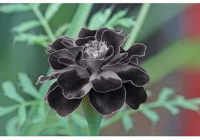 KANAYA Marigold Flower Seed(70 per packet)