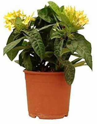 MHIMI Trothic Ixora/Chethi Plant(Hybrid, Pack of 1)